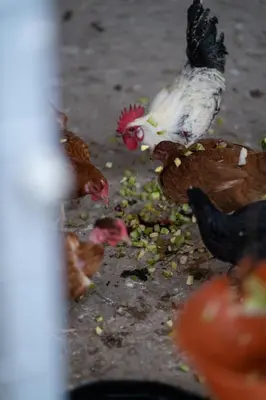 a group of chickens eating food on the ground at Safa Boulaouane in Douar Annbirat