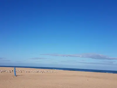 a group of birds standing on a beach at Appartement Casablanca Garden Beach in Casablanca