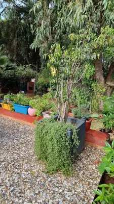 a tree in a pot with plants in a garden at Location Vacances Casablanca Tamaris in Casablanca