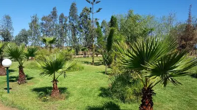 a group of palm trees in a field at L'échappée belle Benslimane in O Ben Slimane