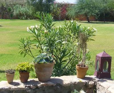three potted plants on a stone wall with a yard at Dar Al Manar in El Jadida