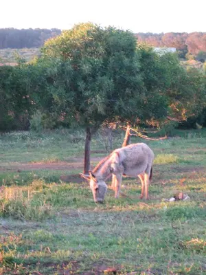 a donkey grazing in a field next to a tree at Dar Al Manar in El Jadida
