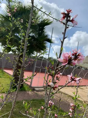 a tree with pink flowers in front of a tennis court at Palm Grove Farm in Tit Mellil