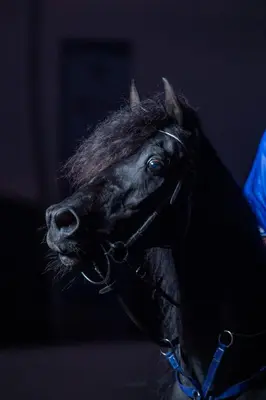 a close up of a black horse wearing a bridle at Elaaz Horse Farm in Azemmour