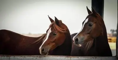 a couple of horses standing next to each other at Elaaz Horse Farm in Azemmour