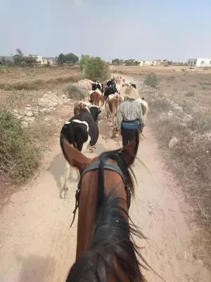 a person on a horse leading a herd of cows down a dirt road at Elaaz Horse Farm in Azemmour
