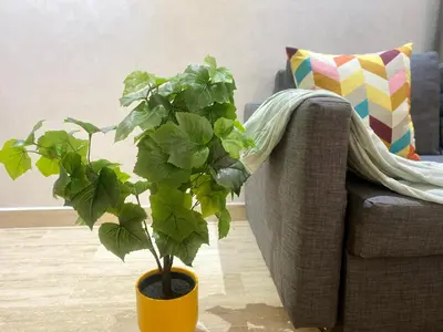 a plant in a yellow pot next to a couch at Superbe appartement très bien situé WELCOME STAY in Casablanca