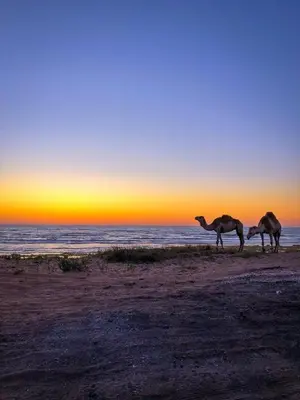 two camels walking on the beach at sunset at Sea View Luxury Apartment Just Steps from the beach in Bouznika