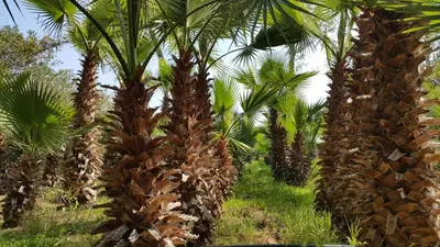 a group of palm trees in a field at Palmeraie skhirat1 in Skhirat