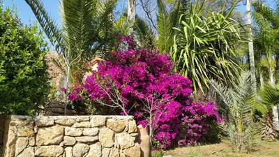 a garden with purple flowers and a stone wall at Palmeraie skhirat1 in Skhirat