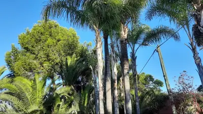 a group of palm trees against a blue sky at Palmeraie skhirat 2 in Skhirat