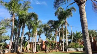 a row of palm trees in front of a house at Palmeraie skhirat 2 in Skhirat