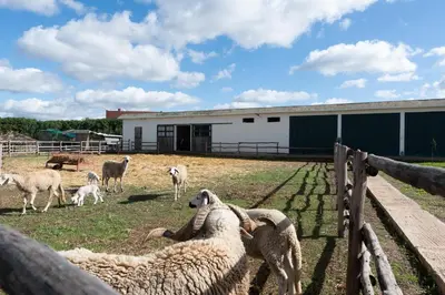 a group of sheep in a field behind a fence at Dar Ghita en campagne in O Ben Slimane