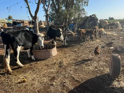 a group of cows eating out of a bucket at Khaima in Souk Jemaa des Oulad Abbou