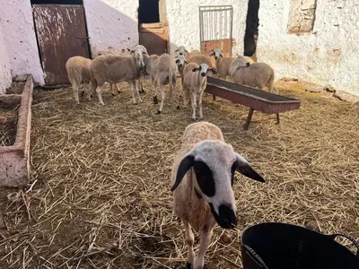 a herd of sheep standing in a barn at Khaima in Souk Jemaa des Oulad Abbou