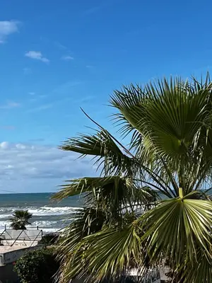 a palm tree sitting on top of a beach at Appartement front de mer avec piscine en face des plages privées in Dar Bouazza