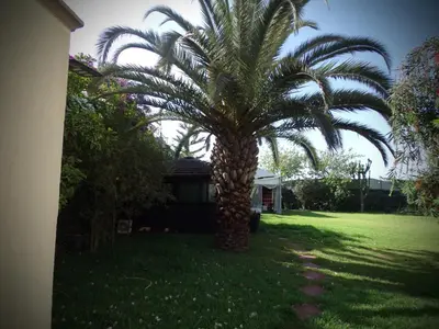 a palm tree in the yard of a house at Jnane Ville Verte in Casablanca