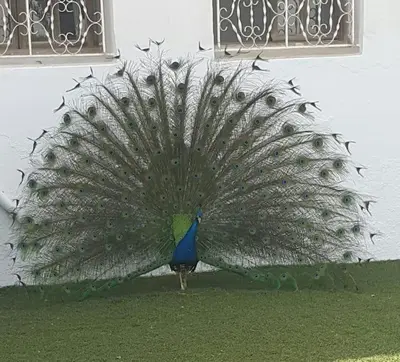 a peacock with its feathers out on the grass at Escape! Ultimate Getaway for Friends in Casablanca