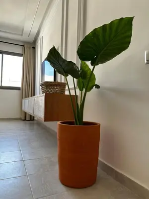 a plant in an orange pot in a room at Studio minimaliste marbella beach in Mansouria